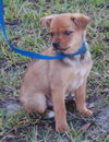 Poe the Orphan Puppy