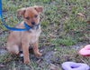 Poe the Orphan Puppy