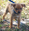 Poe the Orphan Puppy