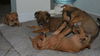 Twist the Orphan Puppy