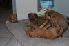 Twist the Orphan Puppy