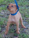 Twist the Orphan Puppy