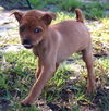 Twist the Orphan Puppy