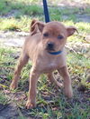 Twist the Orphan Puppy