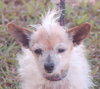 Armando the Senior Chihuahua