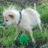 Armando the Senior Chihuahua