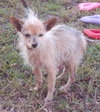 Armando the Senior Chihuahua