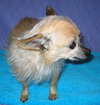 Armando the Senior Chihuahua