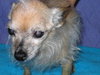 Armando the Senior Chihuahua