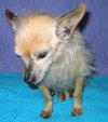 Armando the Senior Chihuahua