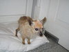 Armando the Senior Chihuahua