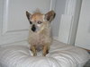 Armando the Senior Chihuahua