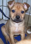Theodore the Orphan Puppy