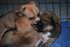 Theodore the Orphan Puppy