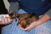 Theodore the Orphan Puppy