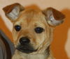 Theodore the Orphan Puppy