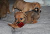 Alvin the Orphan Puppy