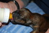 Alvin the Orphan Puppy