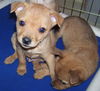 Simon the Orphan Puppy