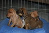 Simon the Orphan Puppy