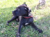 Shiloh