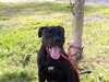 Shiloh