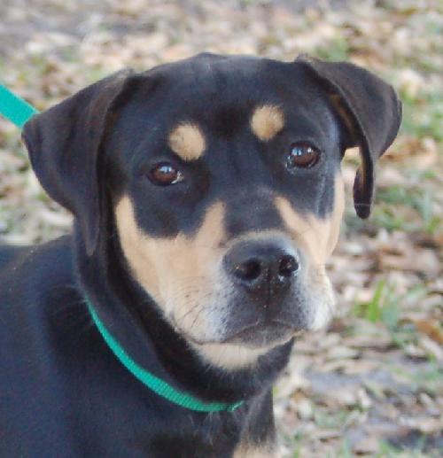 Lexi the Rottie