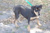 Lexi the Rottie
