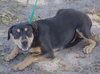 Lexi the Rottie
