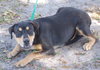 Lexi the Rottie