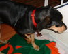 Lexi the Rottie