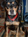 Lexi the Rottie