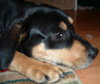 Lexi the Rottie