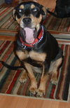 Lexi the Rottie