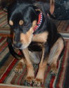Lexi the Rottie