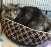 Honey *FRONT DECLAWED*