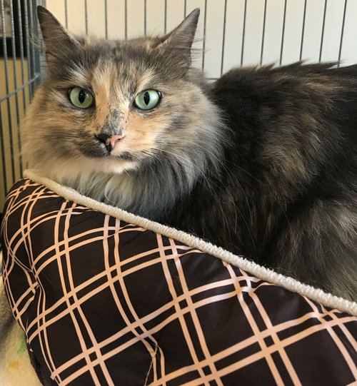 Honey *FRONT DECLAWED*