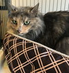 Honey *FRONT DECLAWED*