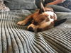 Macy