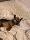 Benji