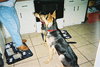 Heidi the  German Shepherd