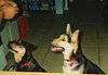 Heidi the  German Shepherd