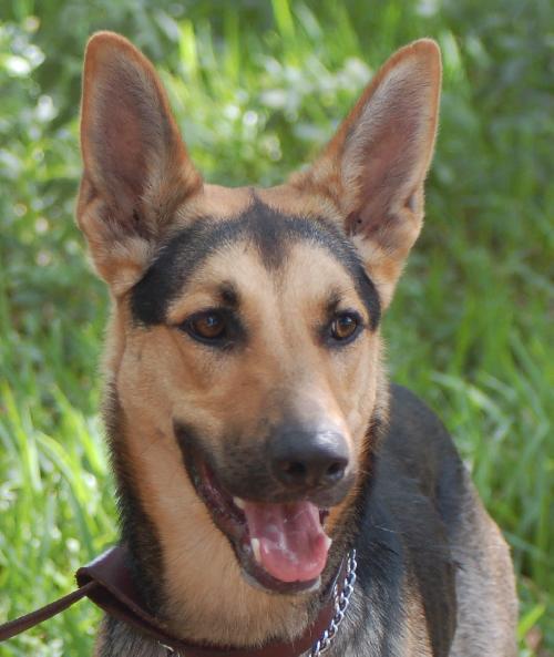 Heidi the  German Shepherd