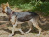 Heidi the  German Shepherd