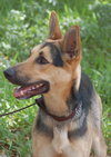 Heidi the  German Shepherd