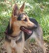 Heidi the  German Shepherd