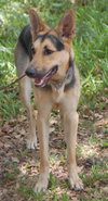 Heidi the  German Shepherd
