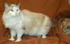 Attilla the handsome