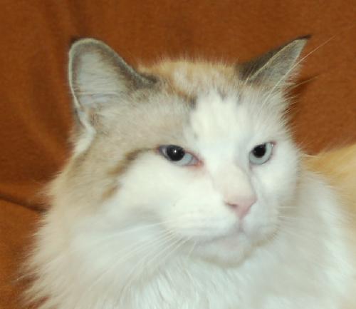 Attilla the handsome