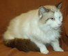 Attilla the handsome